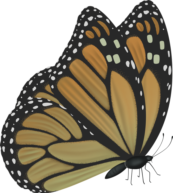 Butterfly Icon
